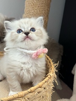 Reserved - Girl Seal mitted lynx