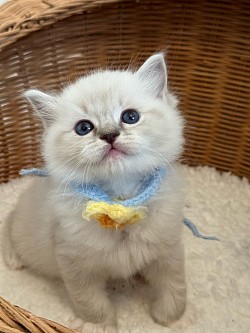 Boy Blue mitted lynx