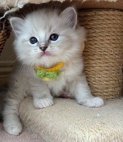 Boy Blue mitted lynx