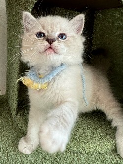 Booked - Boy Blue mitted lynx