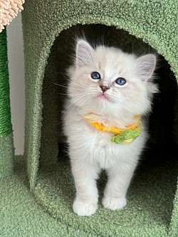 Booked - Boy Blue mitted lynx