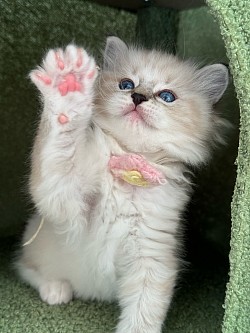 Reserved - Girl Seal mitted lynx